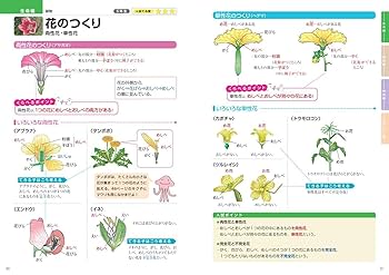 社会・理科学習図解年鑑 社会・理科学習図解年鑑 Amazon.co.jp: 2024年度版よくわかる